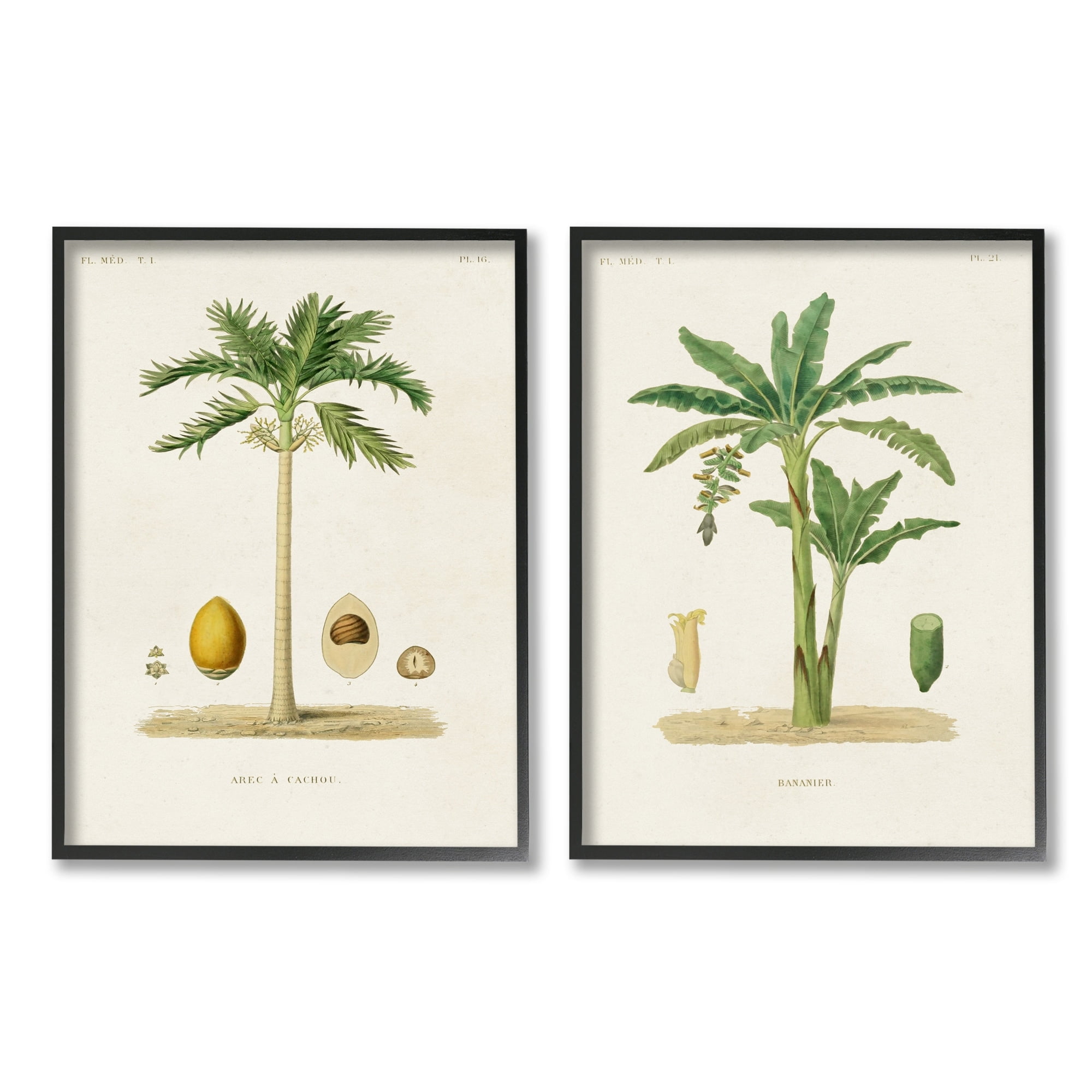 Stupell Industries Minimal Green Palm tree Coconuts Diagram Illustration Drawings Black Framed Art Print Wall Art Set of 2, 24x30, by World Art Group