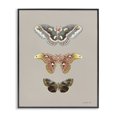 thumbnail image 1 of Stupell Industries Minimalist Vintage Moth Specimens Black Framed Giclee Art, 16 x 20, by Danhui Nai, 1 of 7