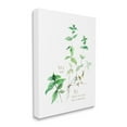 thumbnail image 1 of Stupell Industries Mint Sprigs Best of Herbs Watercolor Garden Plants Food & Beverage Painting Gallery Wrapped Canvas Print Wall Art, 16 x 20, 1 of 6