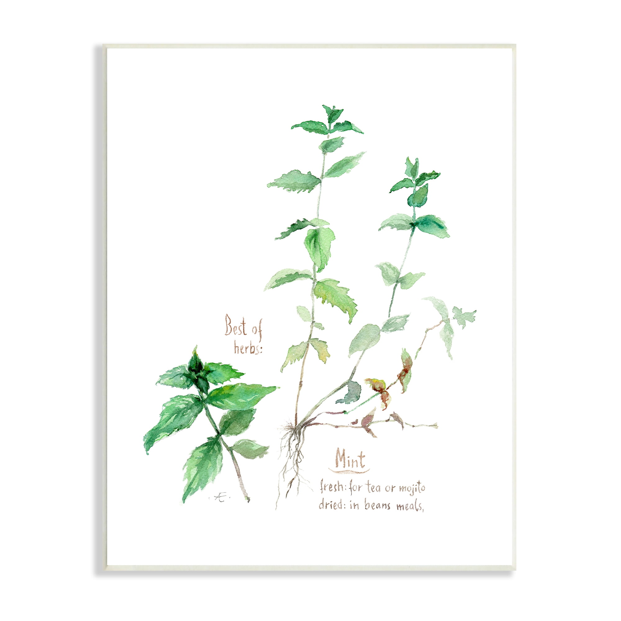 Stupell Industries Mint Sprigs Best of Herbs Watercolor Garden Plants Food & Beverage Painting Unframed Art Print Wall Art, 13 x 19