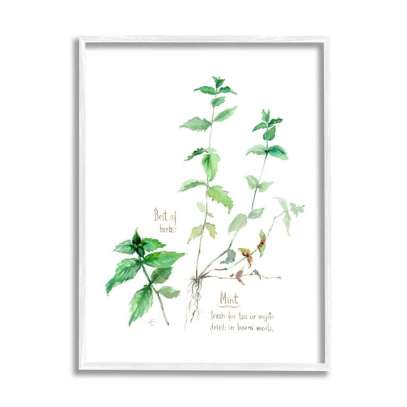 Stupell Industries Mint Sprigs Best of Herbs Watercolor Garden Plants Food & Beverage Painting White Framed Art Print Wall Art, 16 x 20