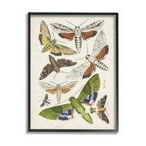 Stupell Industries Mixed Insects Moth Latin Studies Graphic Art Black Framed Art Print Wall Art, Design by World Art Group