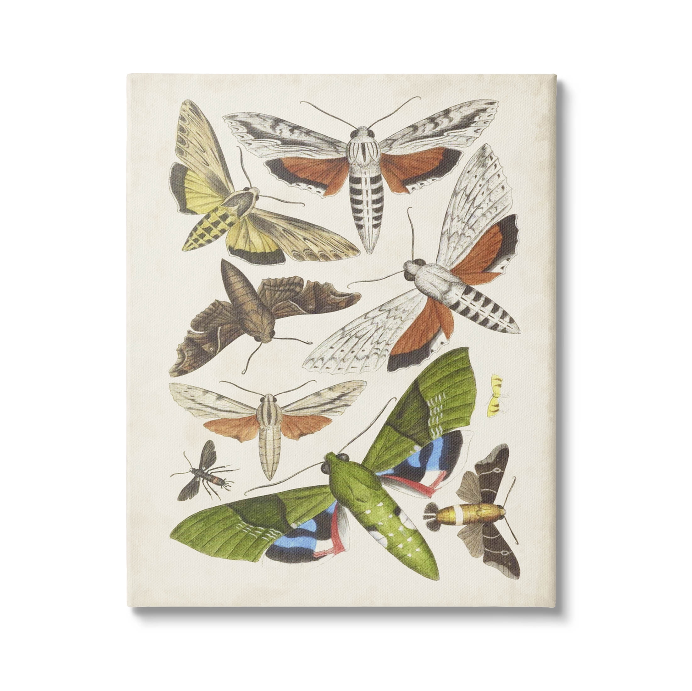 Stupell Industries Mixed Insects Moth Latin Studies Graphic Art Gallery Wrapped Canvas Print Wall Art, Design by World Art Group