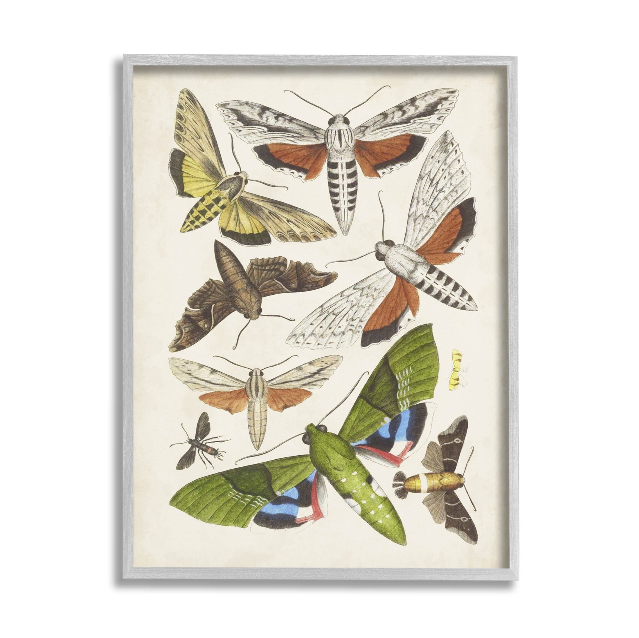 Stupell Industries Mixed Insects Moth Latin Studies Graphic Art Gray Framed Art Print Wall Art, Design by World Art Group