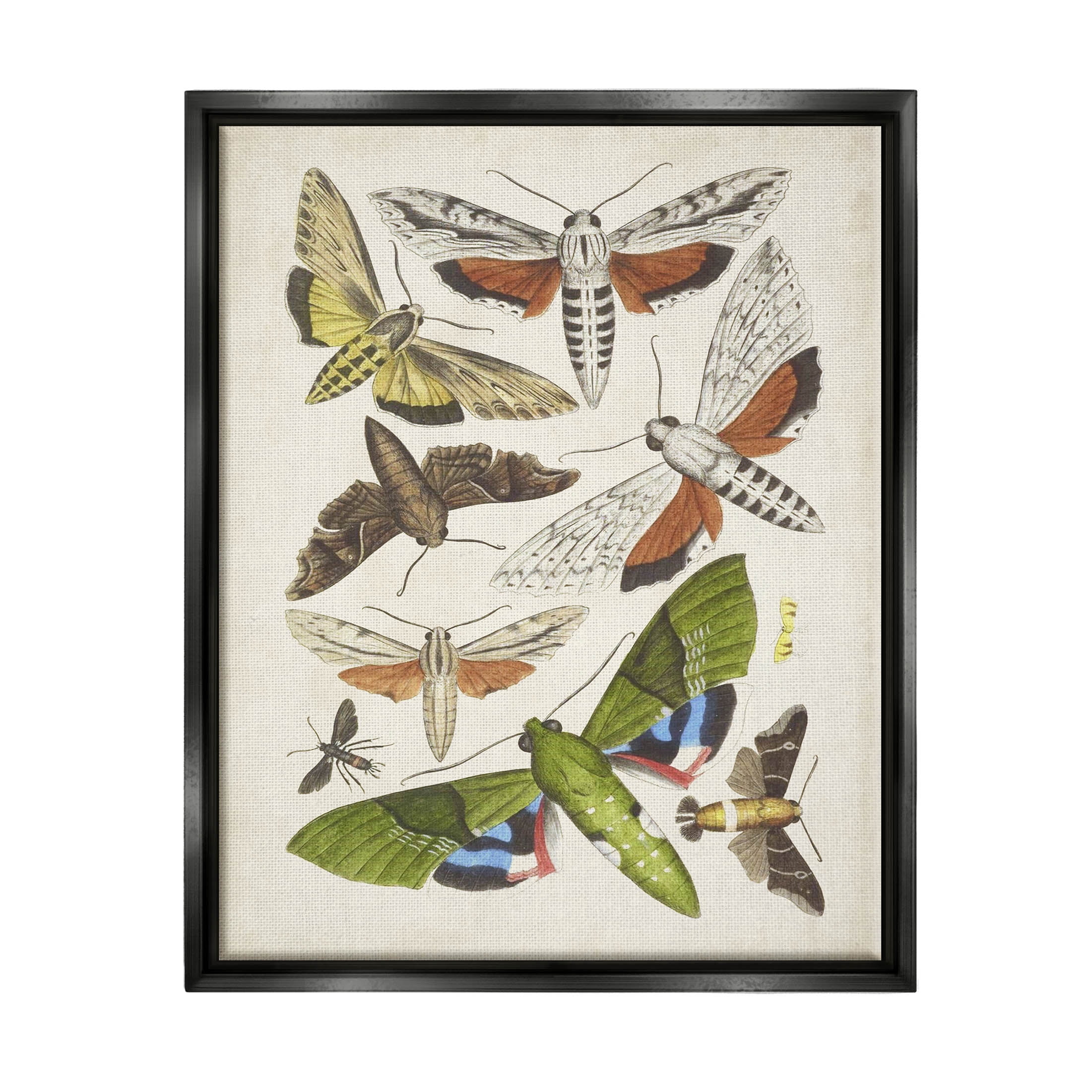 Stupell Industries Mixed Insects Moth Latin Studies Graphic Art Jet Black Floating Framed Canvas Print Wall Art, Design by World Art Group