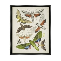 Stupell Industries Mixed Insects Moth Latin Studies Graphic Art Jet Black Floating Framed Canvas Print Wall Art, Design by World Art Group