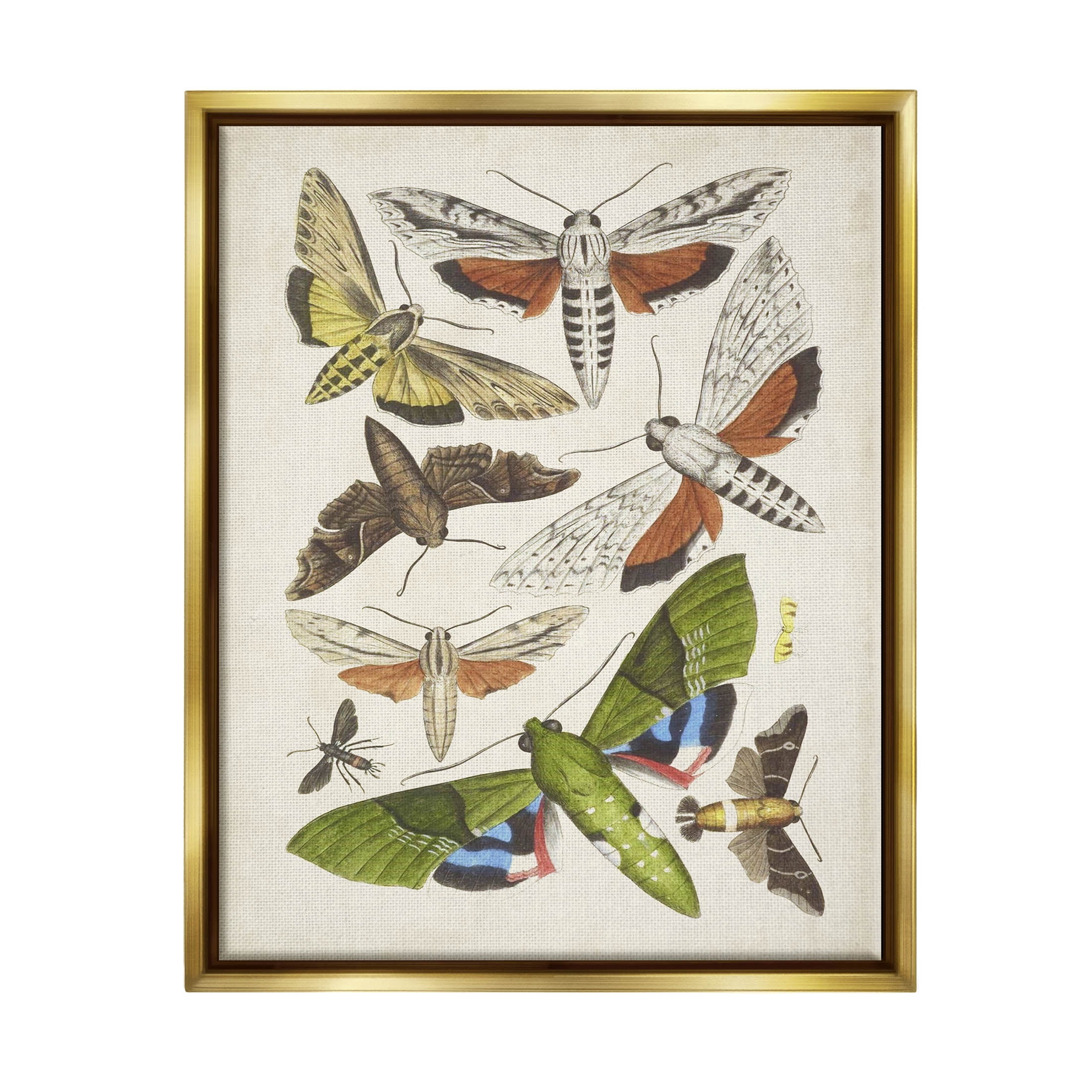 Stupell Industries Mixed Insects Moth Latin Studies Graphic Art Metallic Gold Floating Framed Canvas Print Wall Art, Design by World Art Group