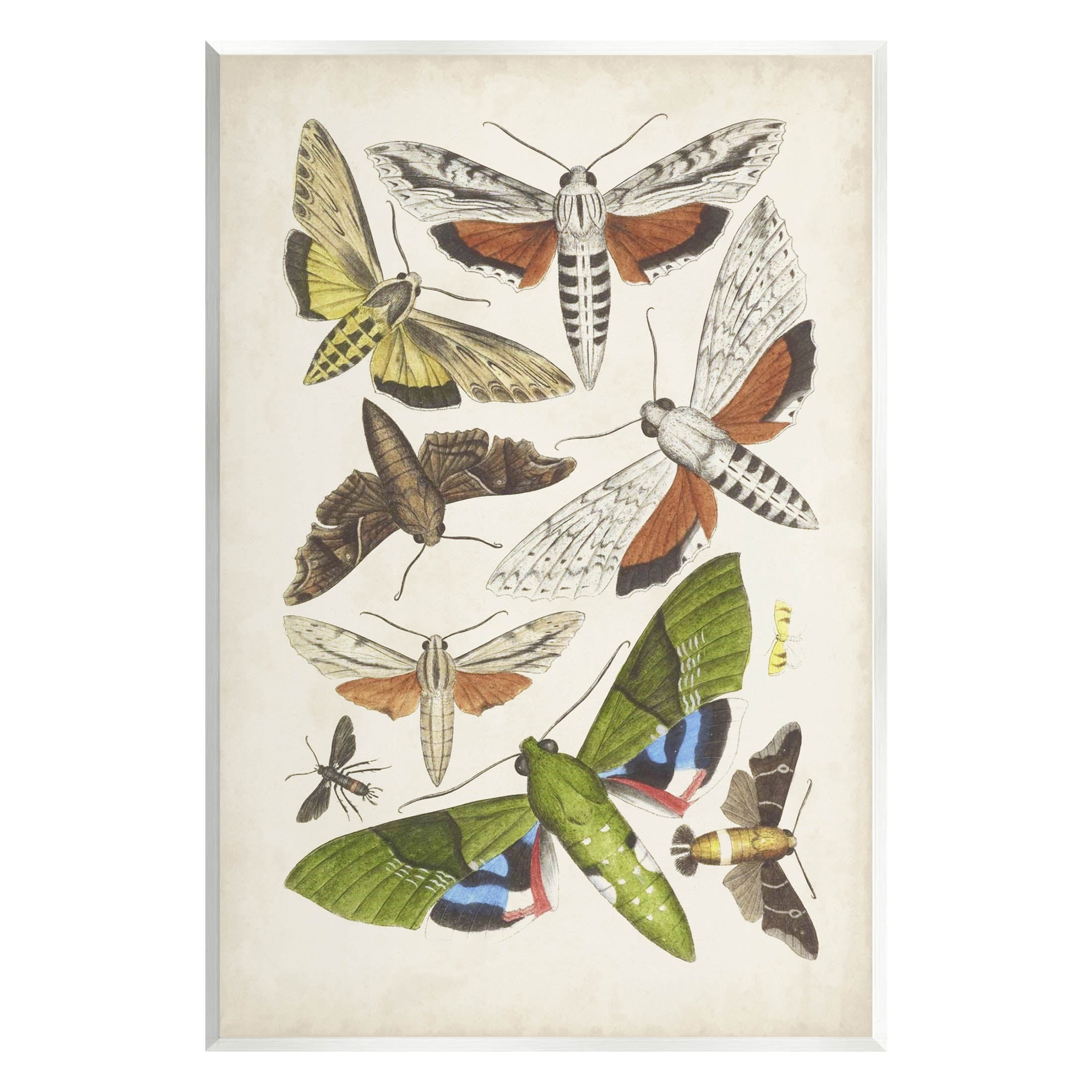 Stupell Industries Mixed Insects Moth Latin Studies Graphic Art Unframed Art Print Wall Art, Design by World Art Group