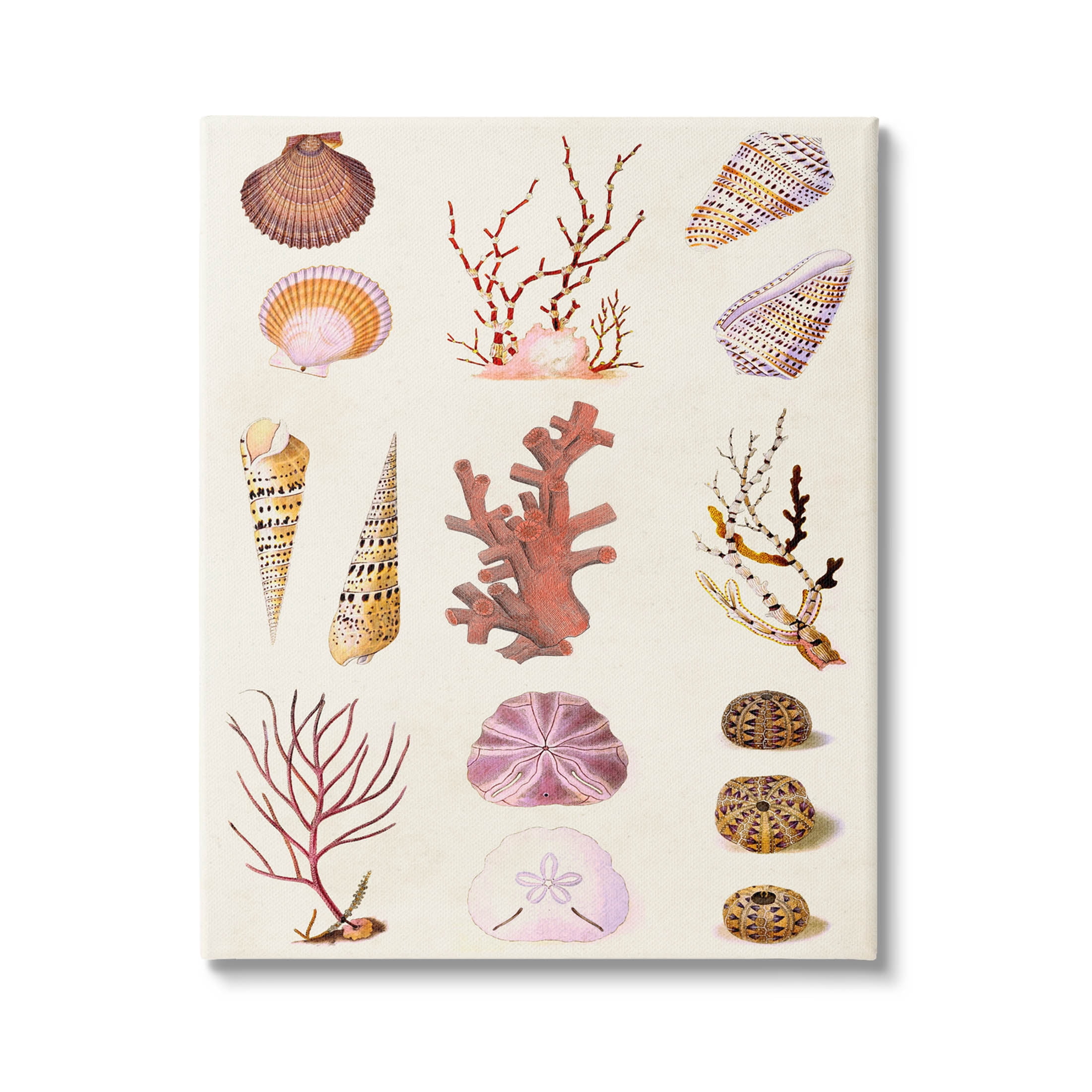 Stupell Industries Mixed Nautical Sea Life Corals Shells Graphic Art Gallery Wrapped Canvas Print Wall Art, Design by Vision Studio