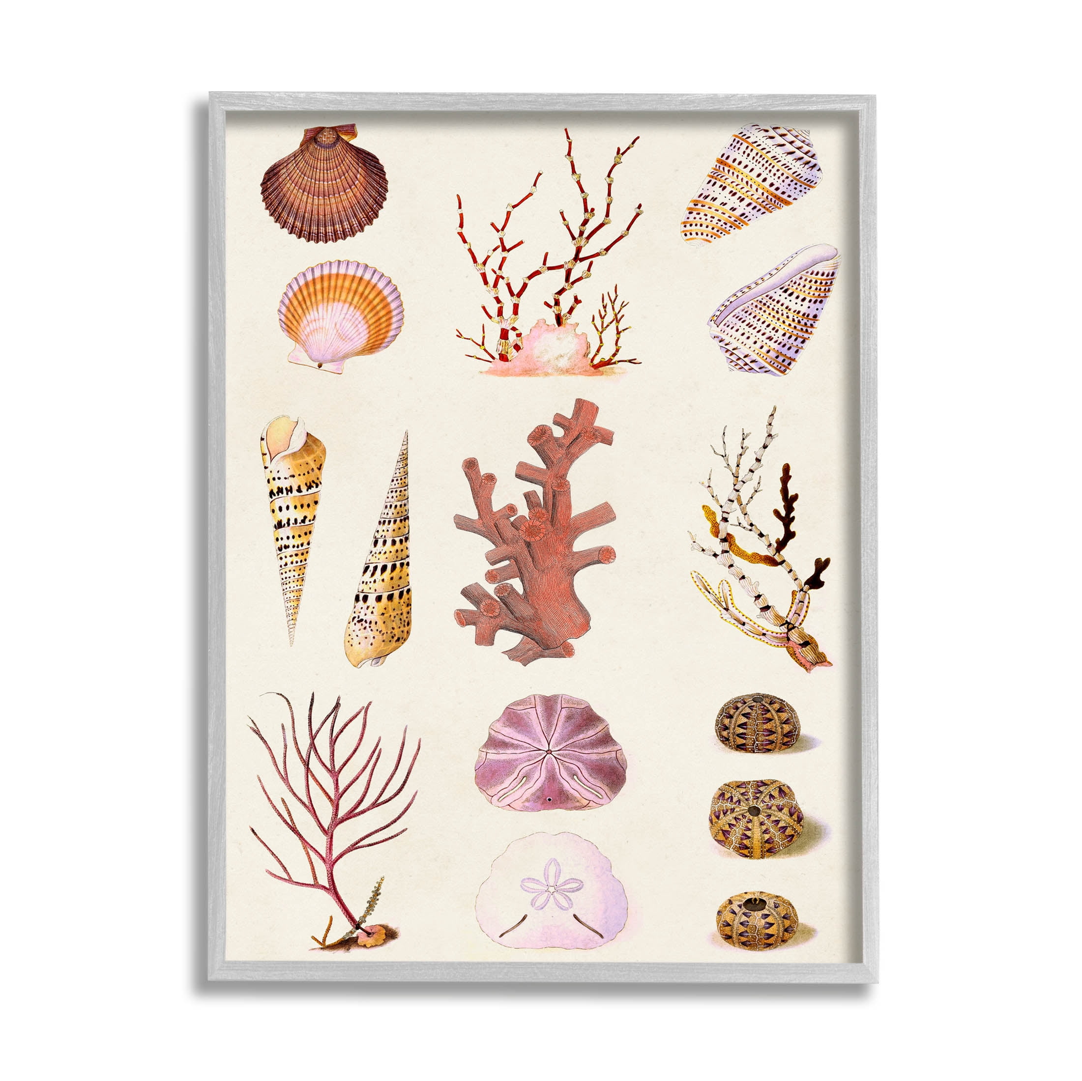 Stupell Industries Mixed Nautical Sea Life Corals Shells Graphic Art Gray Framed Art Print Wall Art, Design by Vision Studio