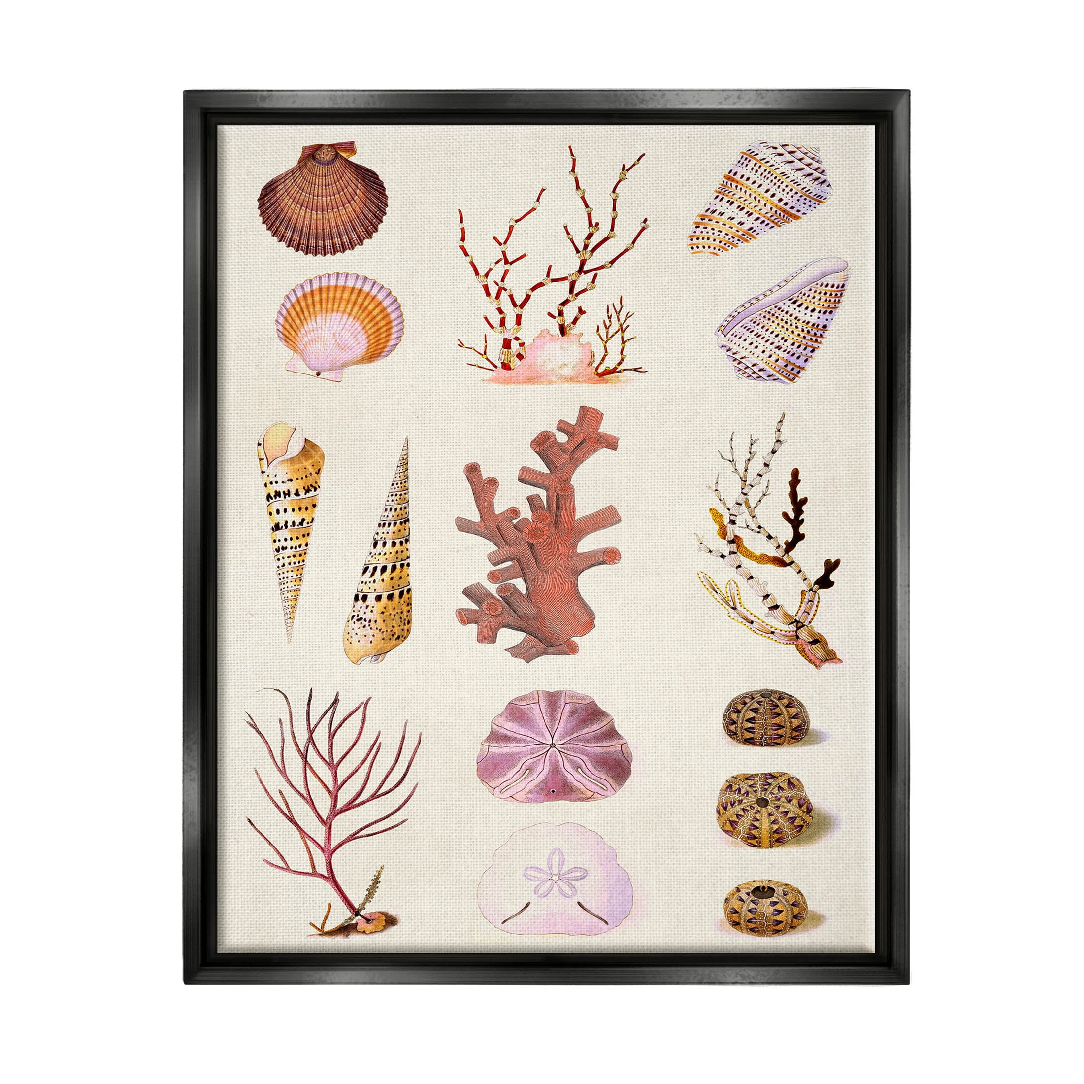 Stupell Industries Mixed Nautical Sea Life Corals Shells Graphic Art Jet Black Floating Framed Canvas Print Wall Art, Design by Vision Studio