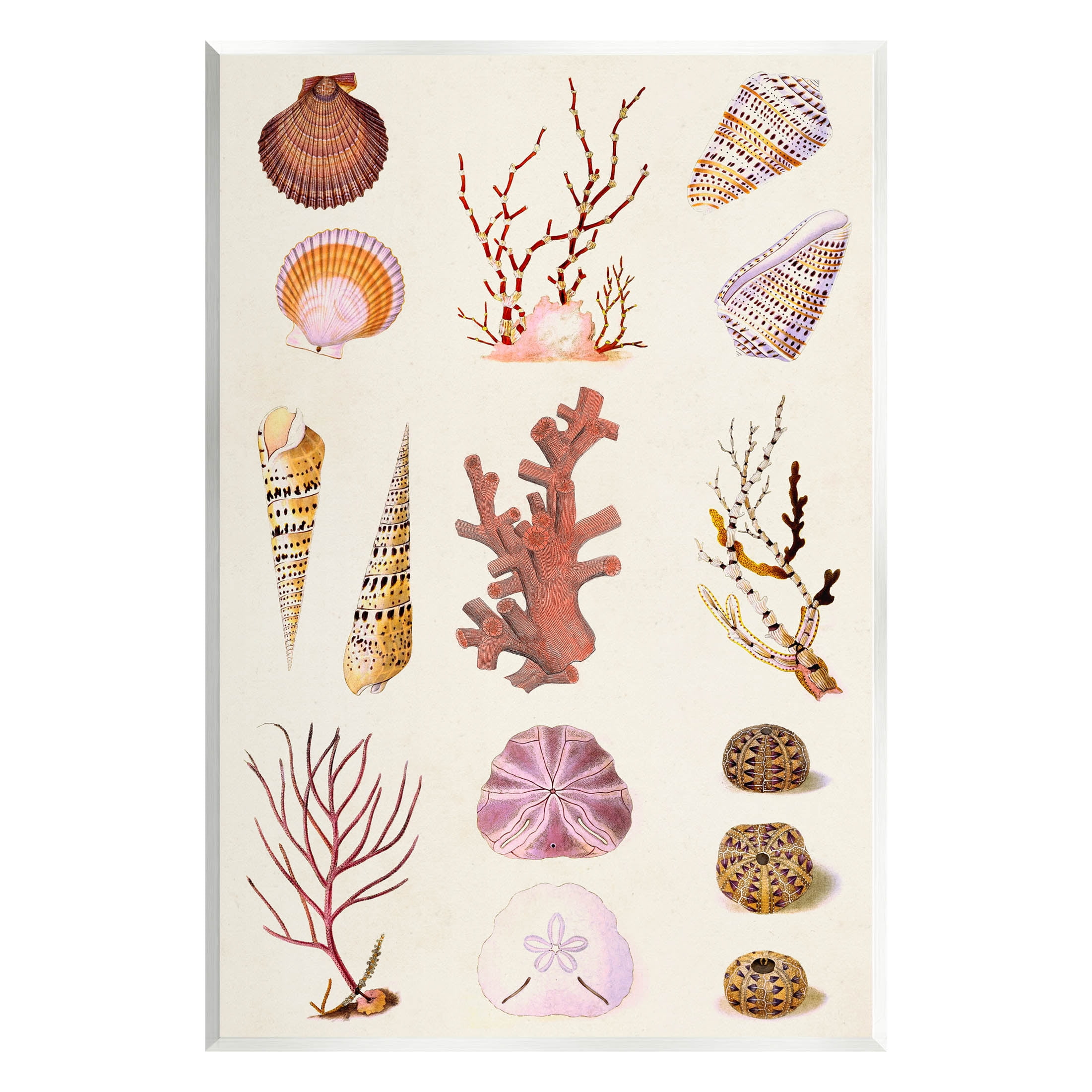 Stupell Industries Mixed Nautical Sea Life Corals Shells Graphic Art Unframed Art Print Wall Art, Design by Vision Studio