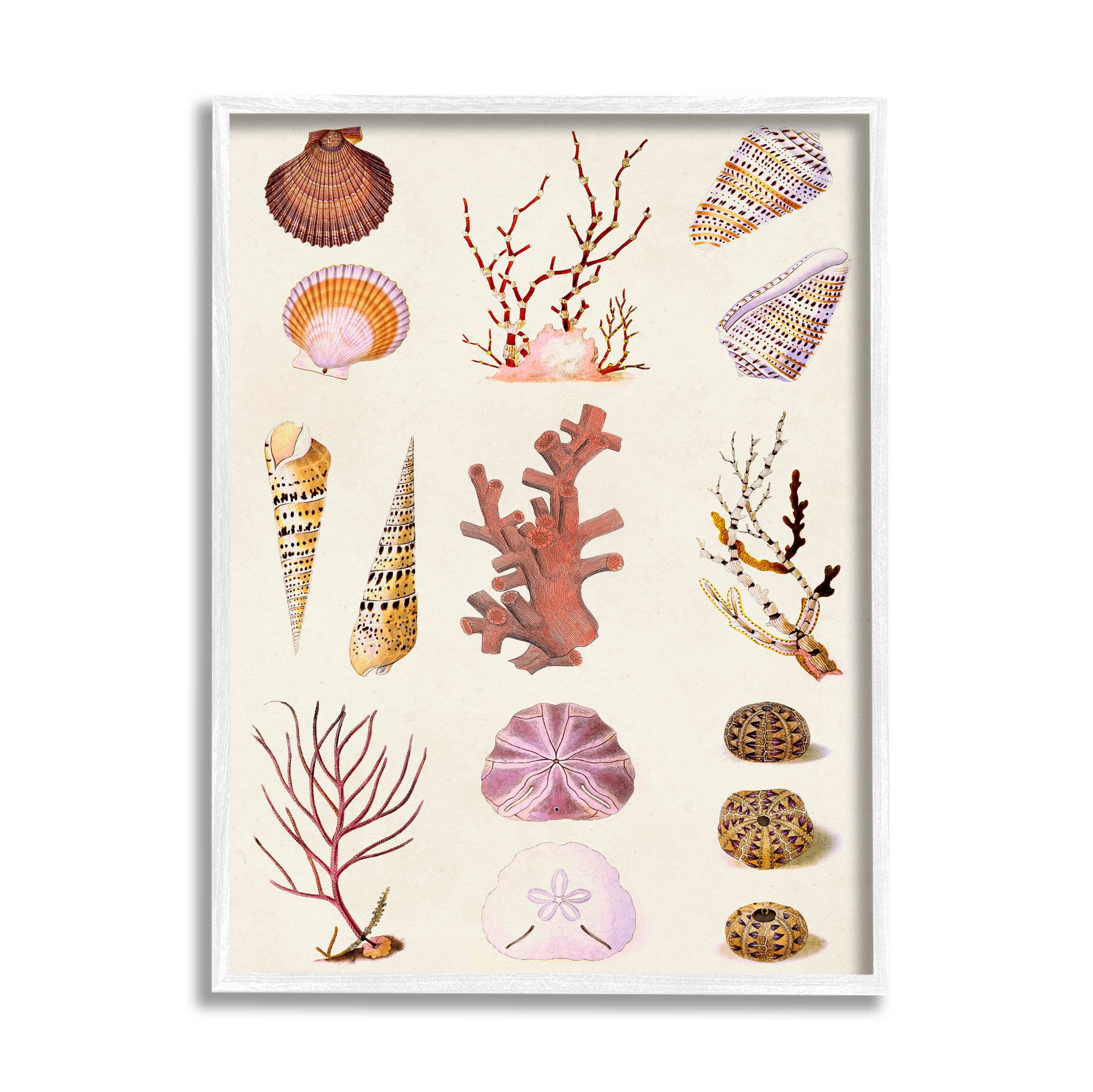 Stupell Industries Mixed Nautical Sea Life Corals Shells Graphic Art White Framed Art Print Wall Art, Design by Vision Studio