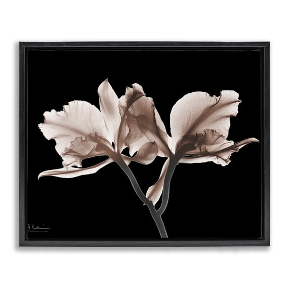 Stupell Industries Mocha Orchids on Black Floral Painting Black Floater Framed Canvas Art Print Wall Art, 31 x 25