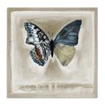 thumbnail image 1 of Stupell Industries Modern Asymmetrical Butterfly Neutral Border Canvas Art, 36 x 36, by Stacy D'Aguiar, 1 of 7