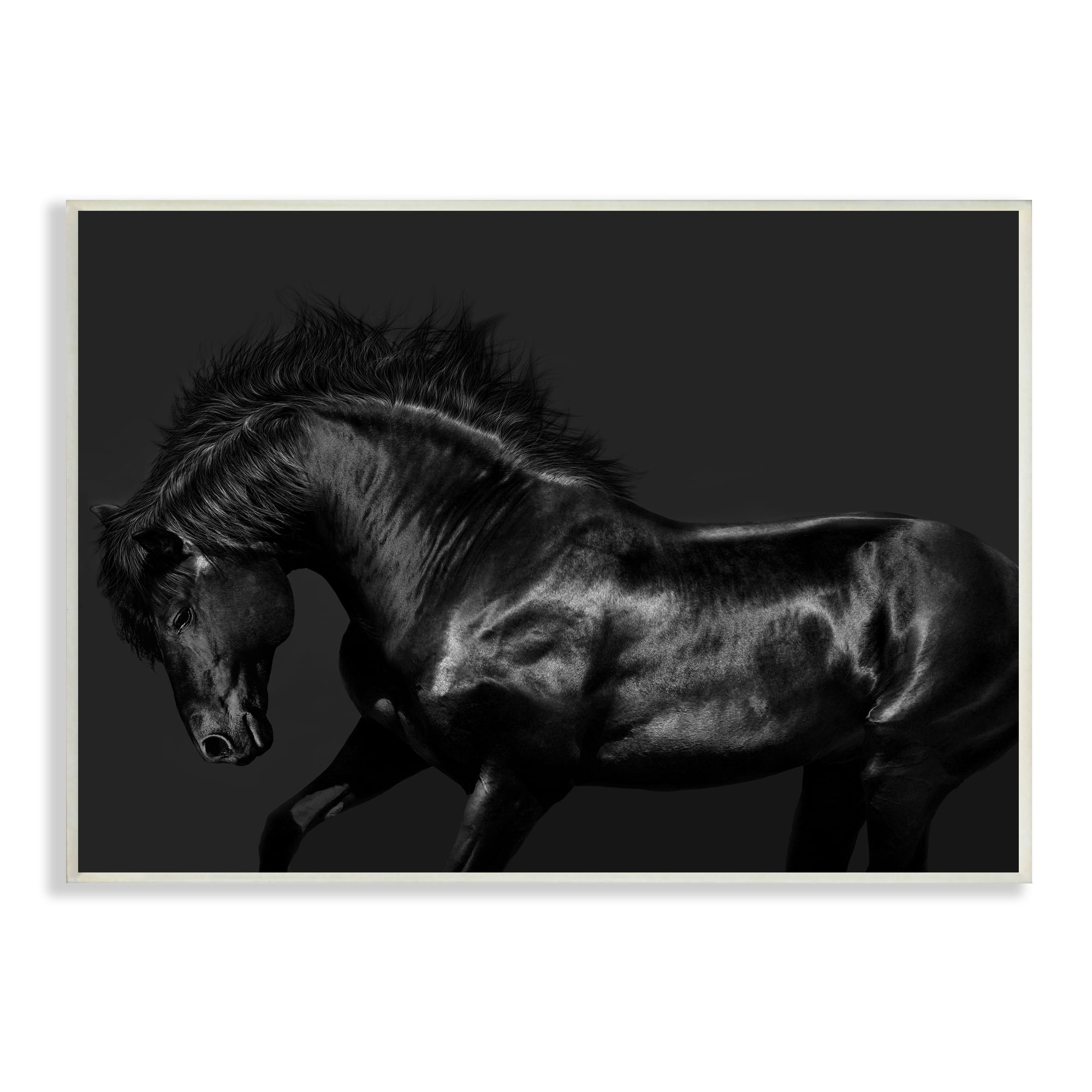 Stupell Industries Modern Black Horse Photography Wild Stallion Monochromatic, 15 x 10,Design by Samantha Carter