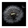 thumbnail image 1 of Stupell Industries Modern Close Up Dandelion Petals Canvas Art, 24 x 24, by Andre Eichman, 1 of 7