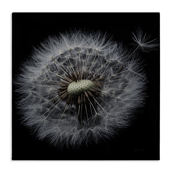 Stupell Industries Modern Close Up Dandelion Petals Canvas Art, 24 x 24, by Andre Eichman