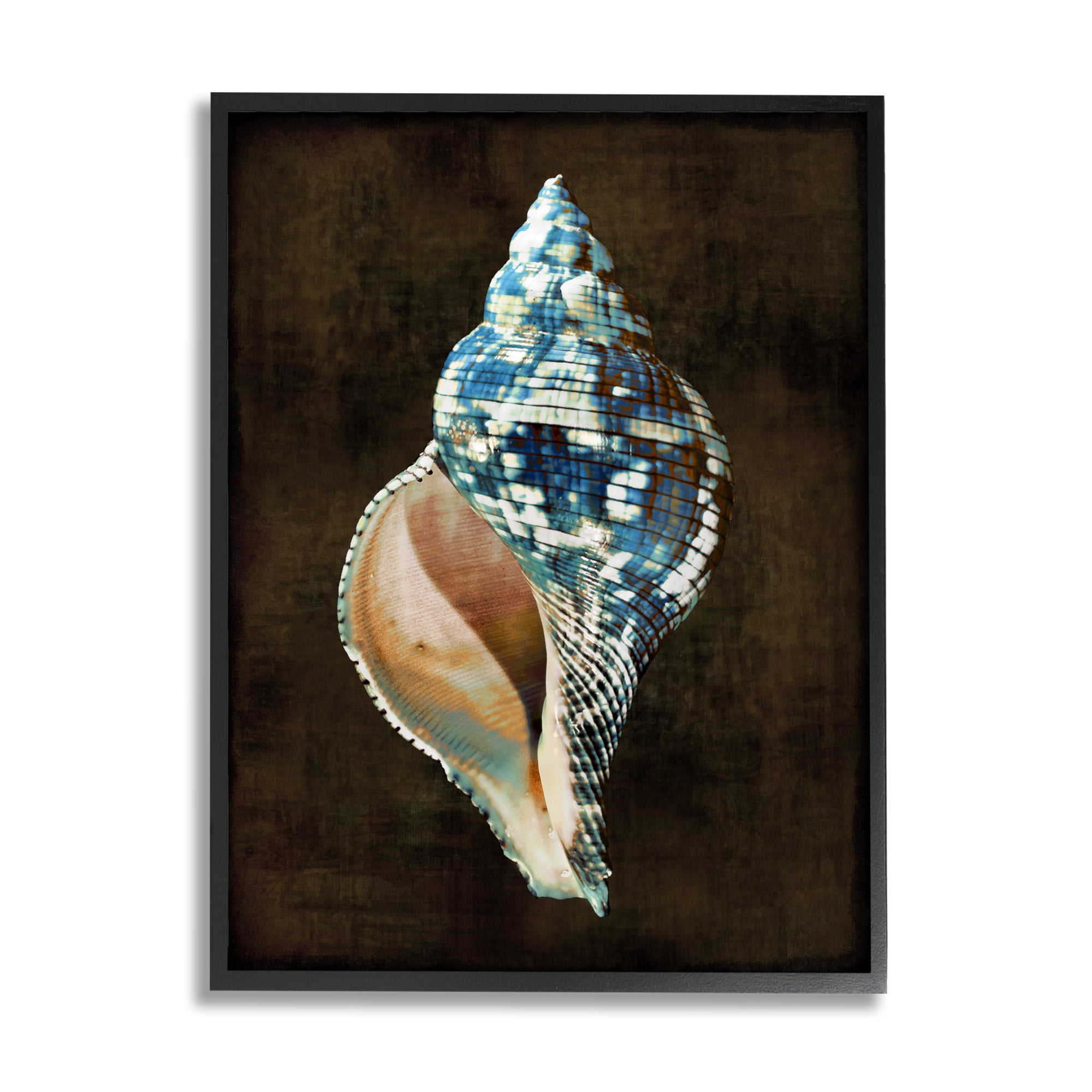 Stupell Industries Modern Conch Shell Nature Painting Black Framed Art Print Wall Art, 16 x 20