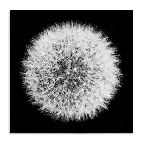 Stupell Industries Modern Dandelion Black & White Photograph Canvas Art, 17 x 17, by Aledanda