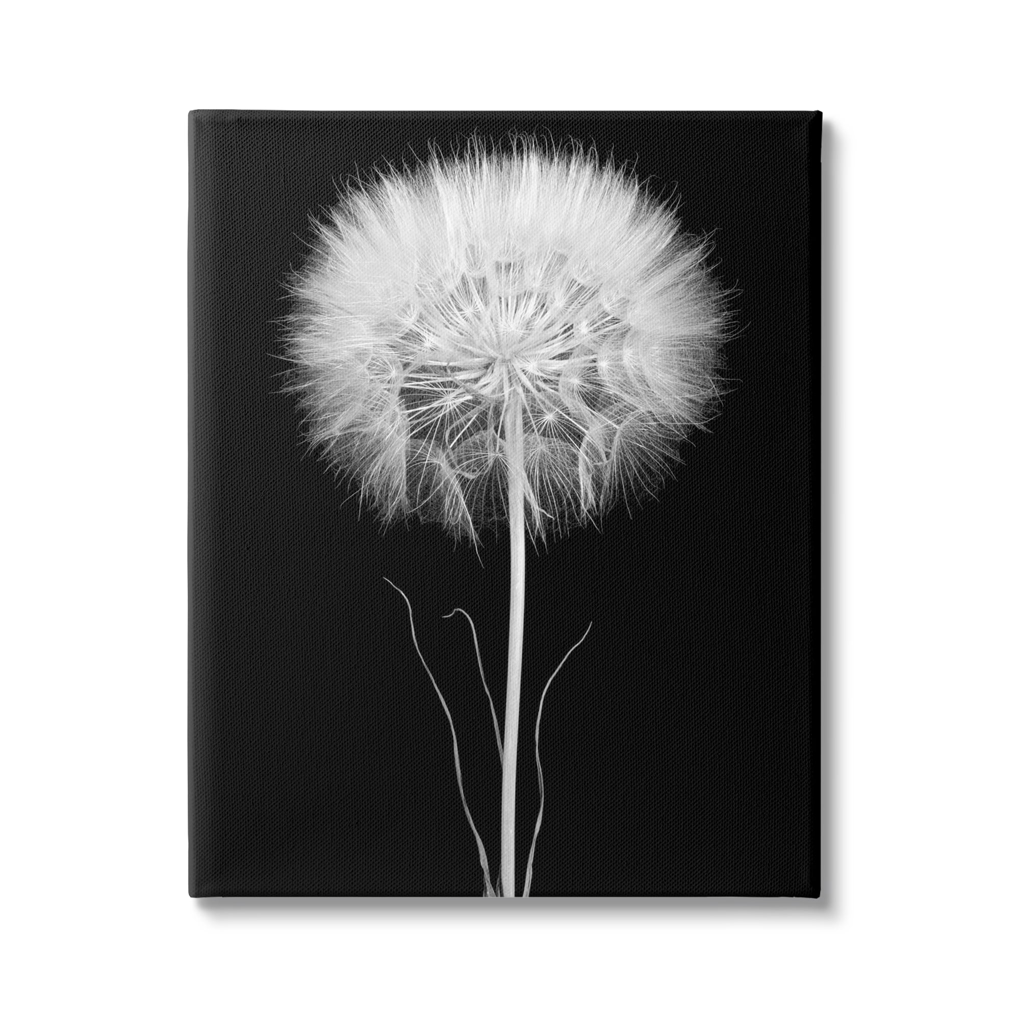 Stupell Industries Modern Fluffy Dandelion Stem Black & White Photography Canvas Wall Art, 36 x 48, Design by Jadei Graphics