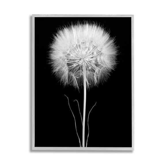 Stupell Industries Modern Fluffy Dandelion Stem Black & White Photography Framed Wall Art, 11 x 14, Design by Jadei Graphics