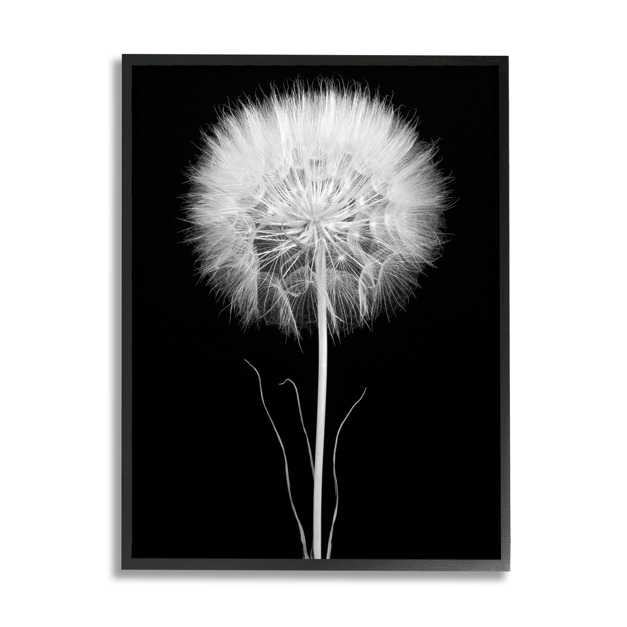 Stupell Industries Modern Fluffy Dandelion Stem Black & White Photography Framed Wall Art, 16 x 20, Design by Jadei Graphics