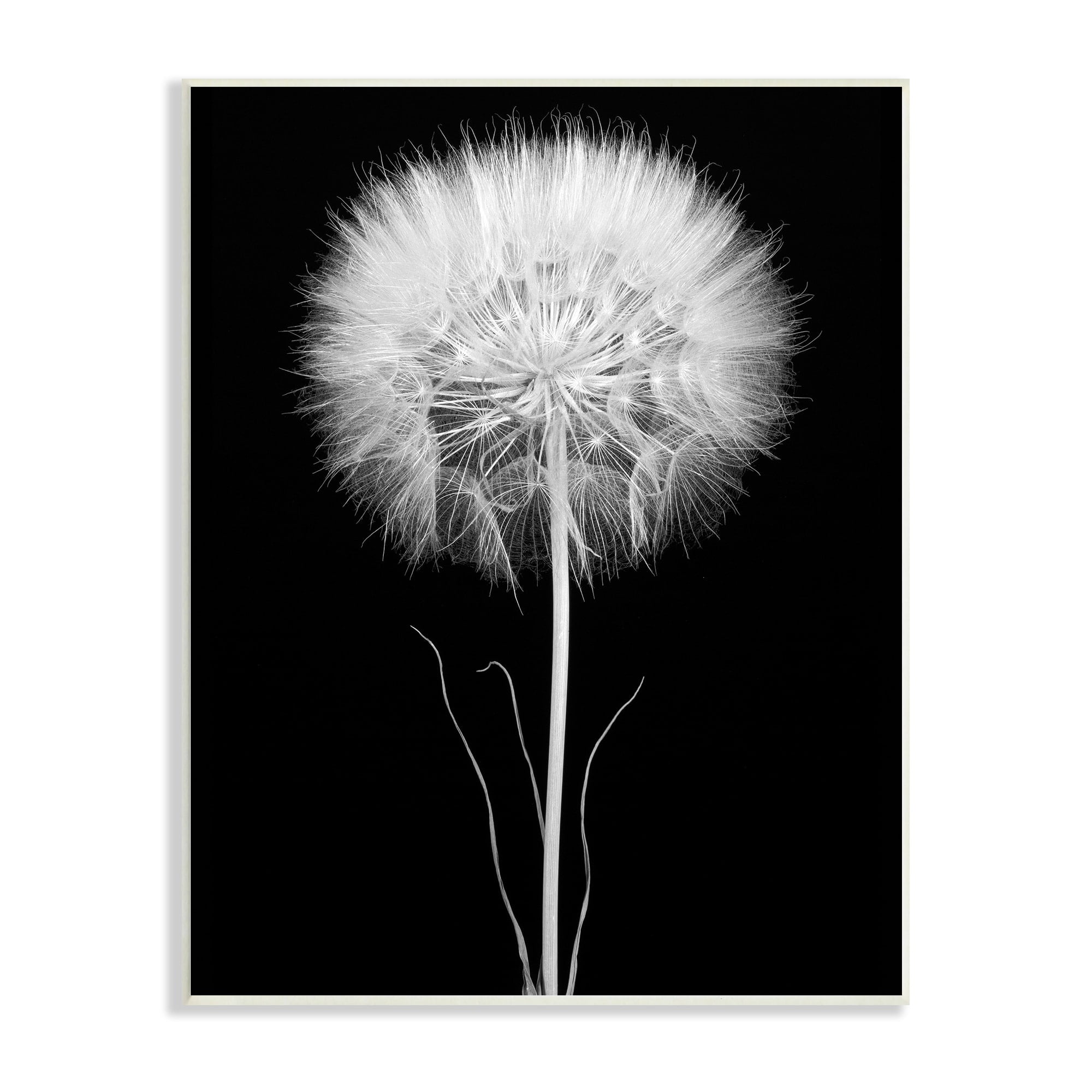 Stupell Industries Modern Fluffy Dandelion Stem Black & White Photography Wood Wall Art, 10 x 15, Design by Jadei Graphics