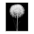 thumbnail image 1 of Stupell Industries Modern Fluffy Dandelion Stem Black & White Photography Wood Wall Art, 13 x 19, Design by Jadei Graphics, 1 of 5