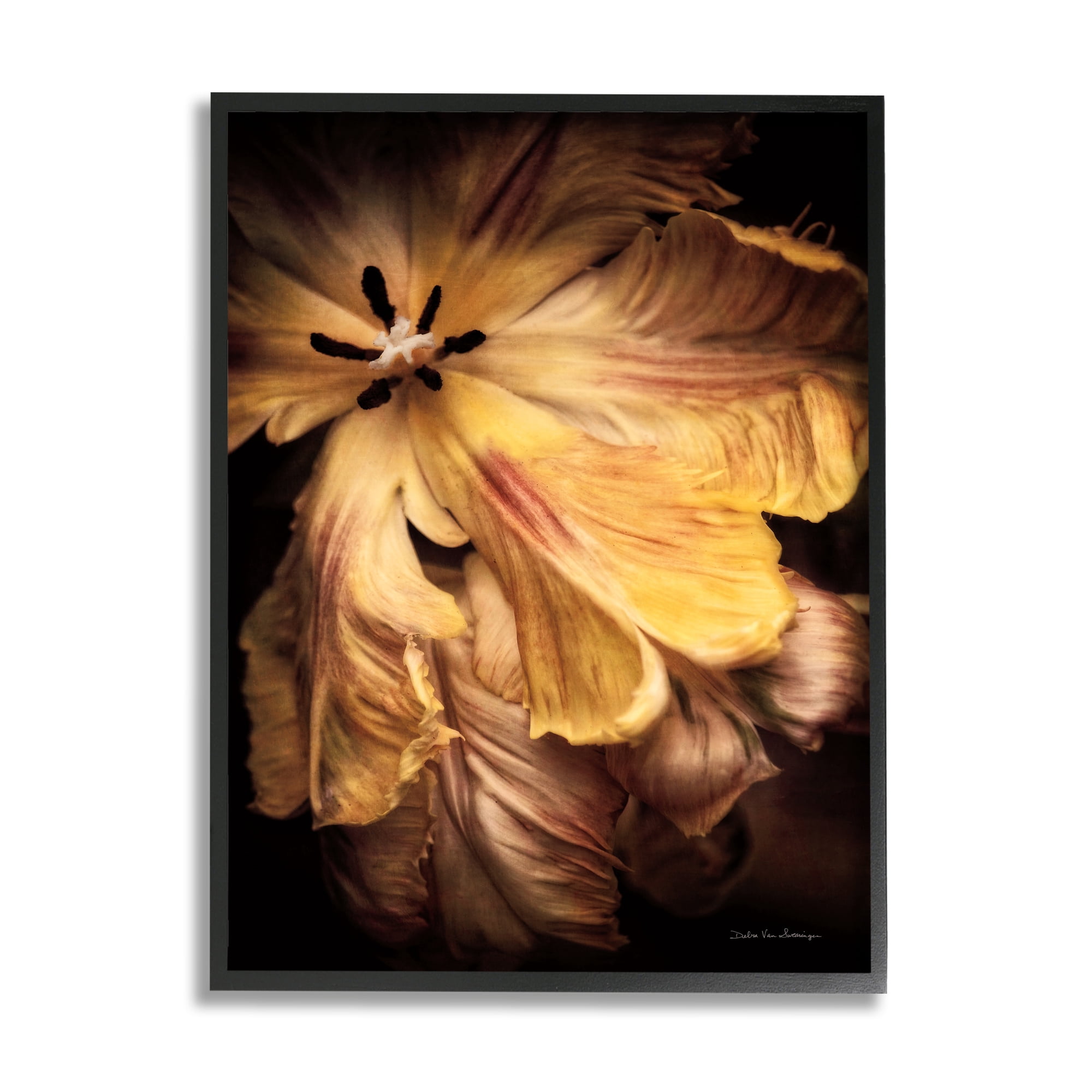 Stupell Industries Modern Hibiscus Photography Botanical & Floral Photography Black Framed Art Print Wall Art, 24 x 30