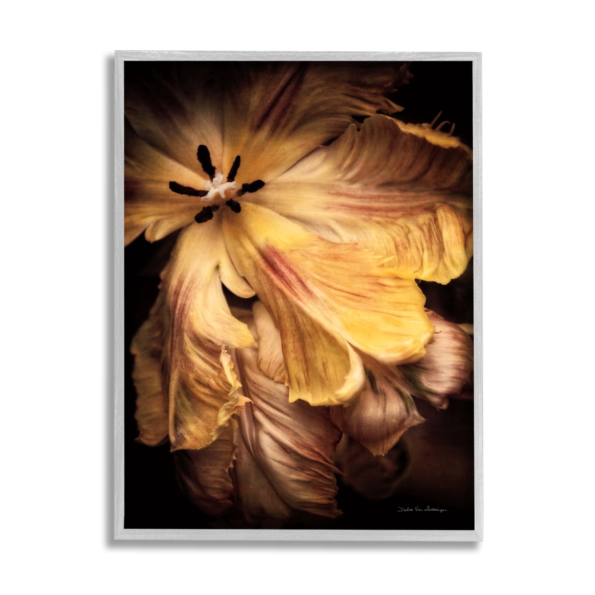 Stupell Industries Modern Hibiscus Photography Botanical & Floral Photography Gray Framed Art Print Wall Art, 11 x 14