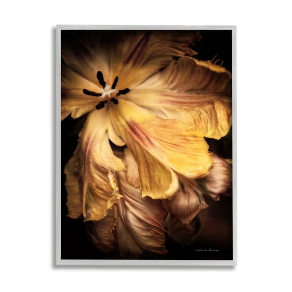 Stupell Industries Modern Hibiscus Photography Botanical & Floral Photography Gray Framed Art Print Wall Art, 24 x 30