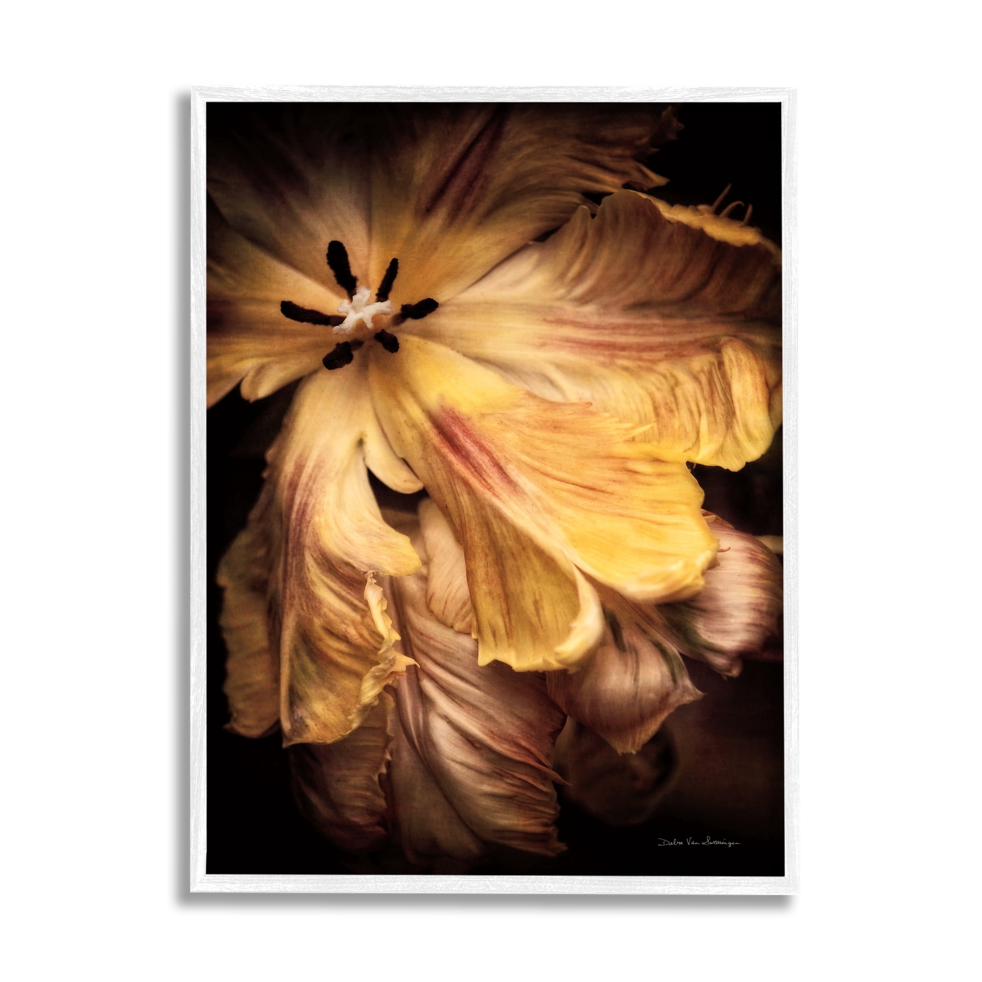 Stupell Industries Modern Hibiscus Photography Botanical & Floral Photography White Framed Art Print Wall Art, 24 x 30