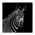 thumbnail image 1 of Stupell Industries Modern Jungle Zebra Portrait Canvas Art, 17 x 17, by Susan Bryant, 1 of 8