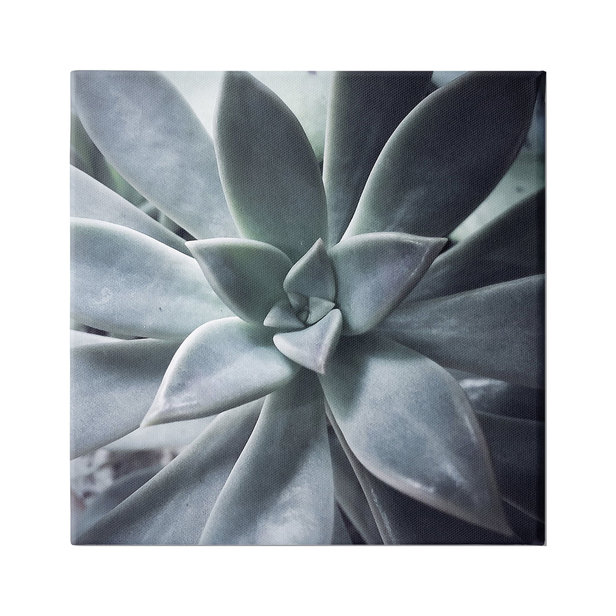Stupell Industries Modern Succulent Close Up Plant Life Botanical Photograph Gallery Wrapped Canvas Print Wall Art, Design by unknown