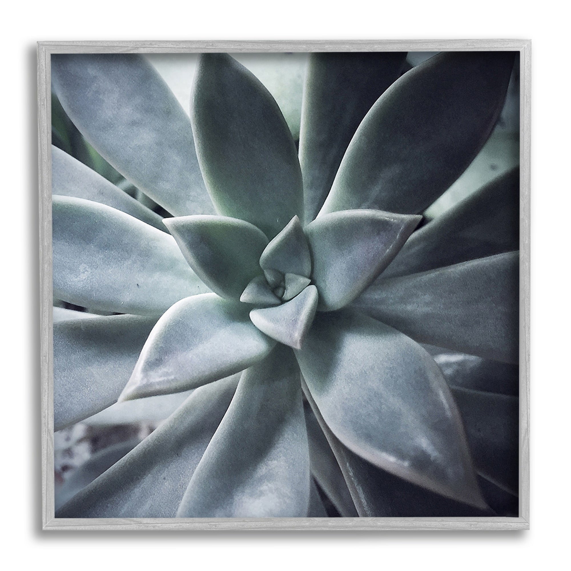 Stupell Industries Modern Succulent Close Up Plant Life Botanical Photograph Gray Framed Art Print Wall Art, Design by unknown