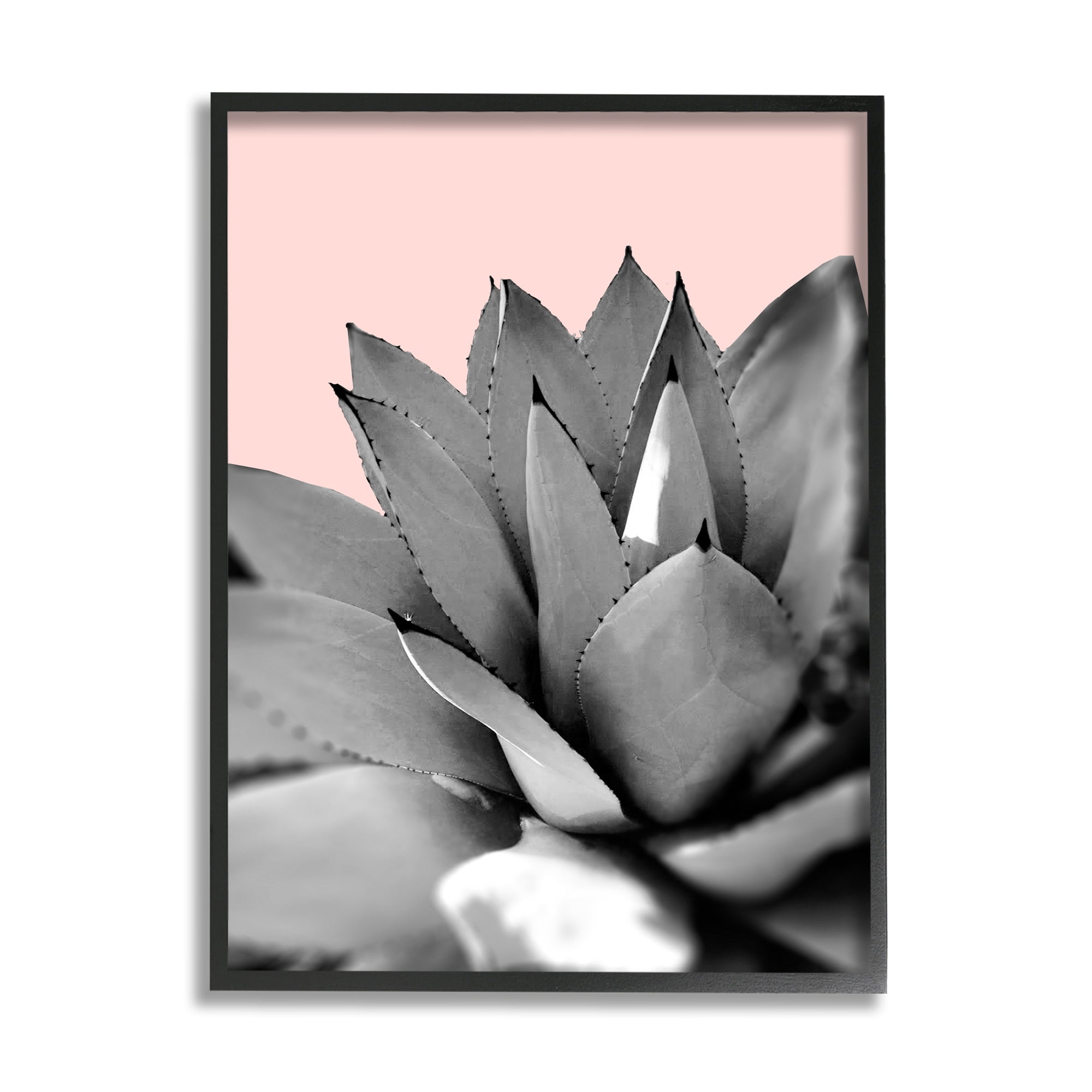 Stupell Industries Modern Succulent Photography Black White Plant over Pink, 11 x 14, Design by Kali Wilson