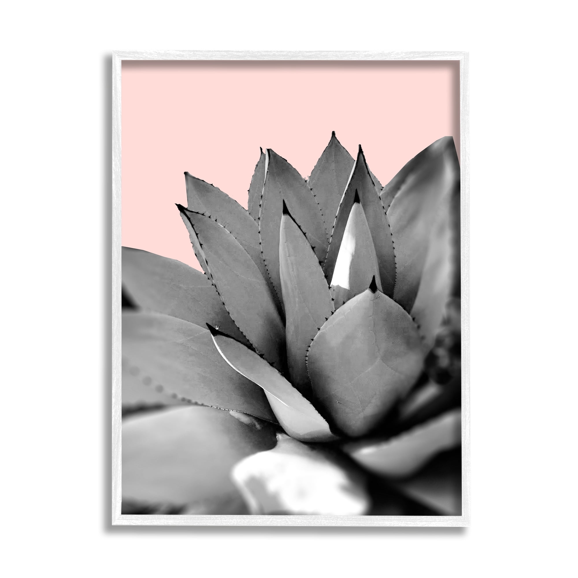 Stupell Industries Modern Succulent Photography Black White Plant over Pink, 11 x 14, Design by Kali Wilson