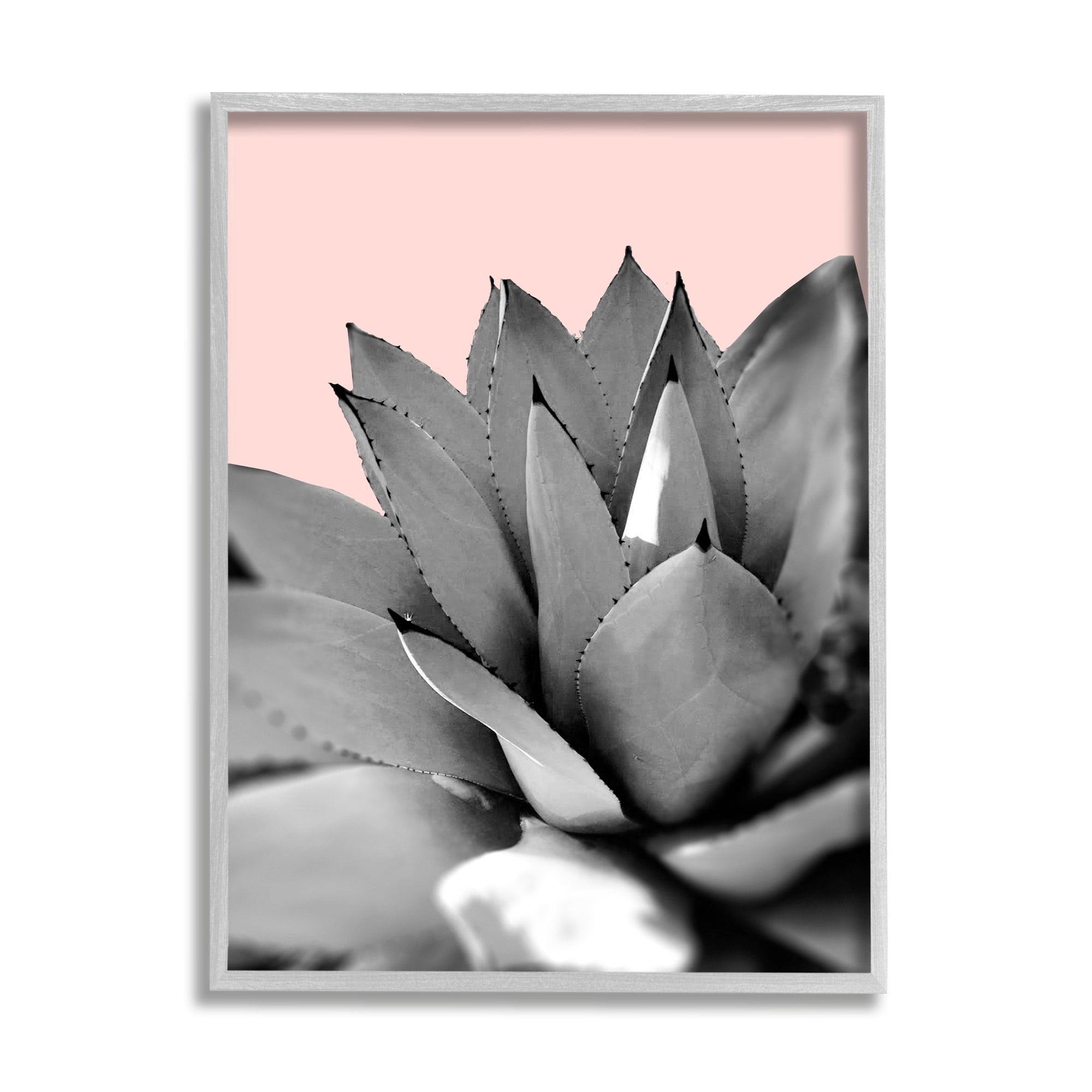 Stupell Industries Modern Succulent Photography Black White Plant over Pink, 16 x 20, Design by Kali Wilson