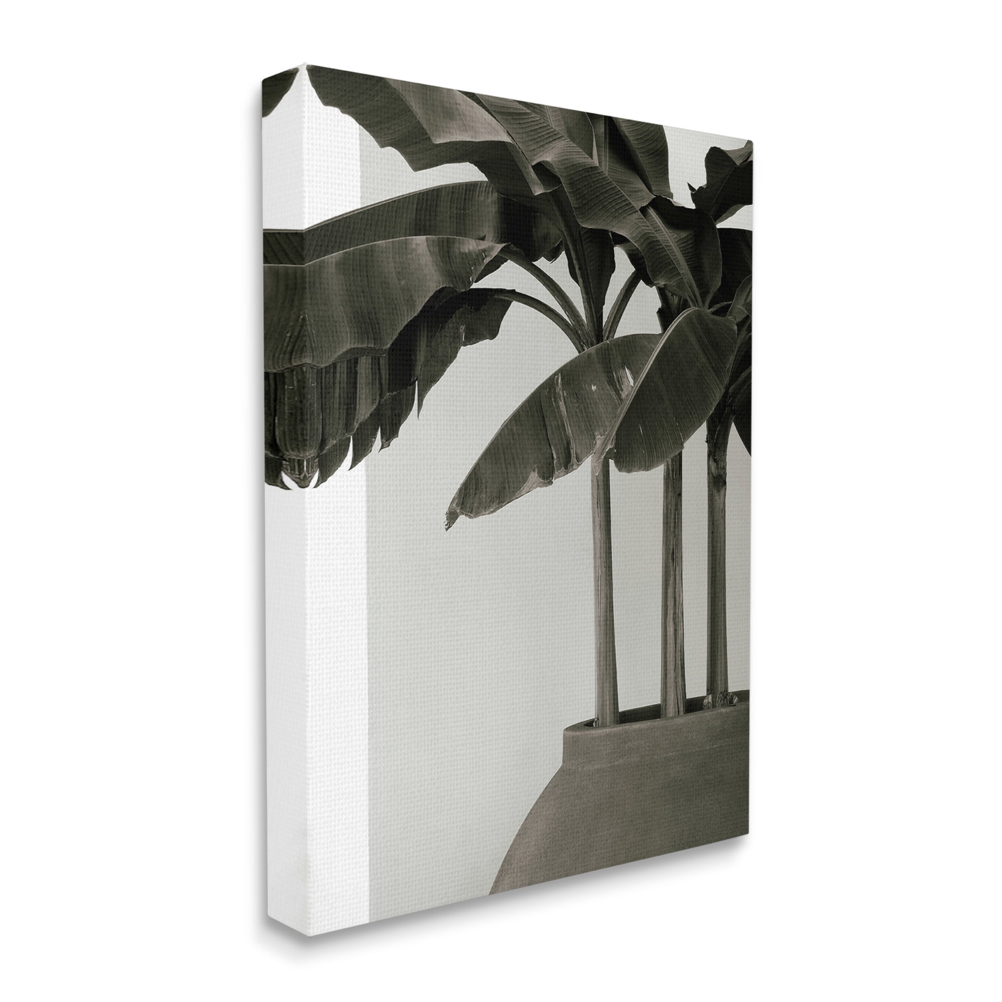 Stupell Industries Modern Tropical Palm Monochromatic Cement Planter Photography Gallery-Wrapped Canvas Print Wall Art, 30x40, by George Cannon