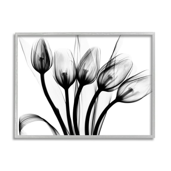 Stupell Industries Modern Tulip Blossom Abstract Monochrome Silhouette Photography Gray Framed Art Print Wall Art, 30x24, by Albert Koetsier