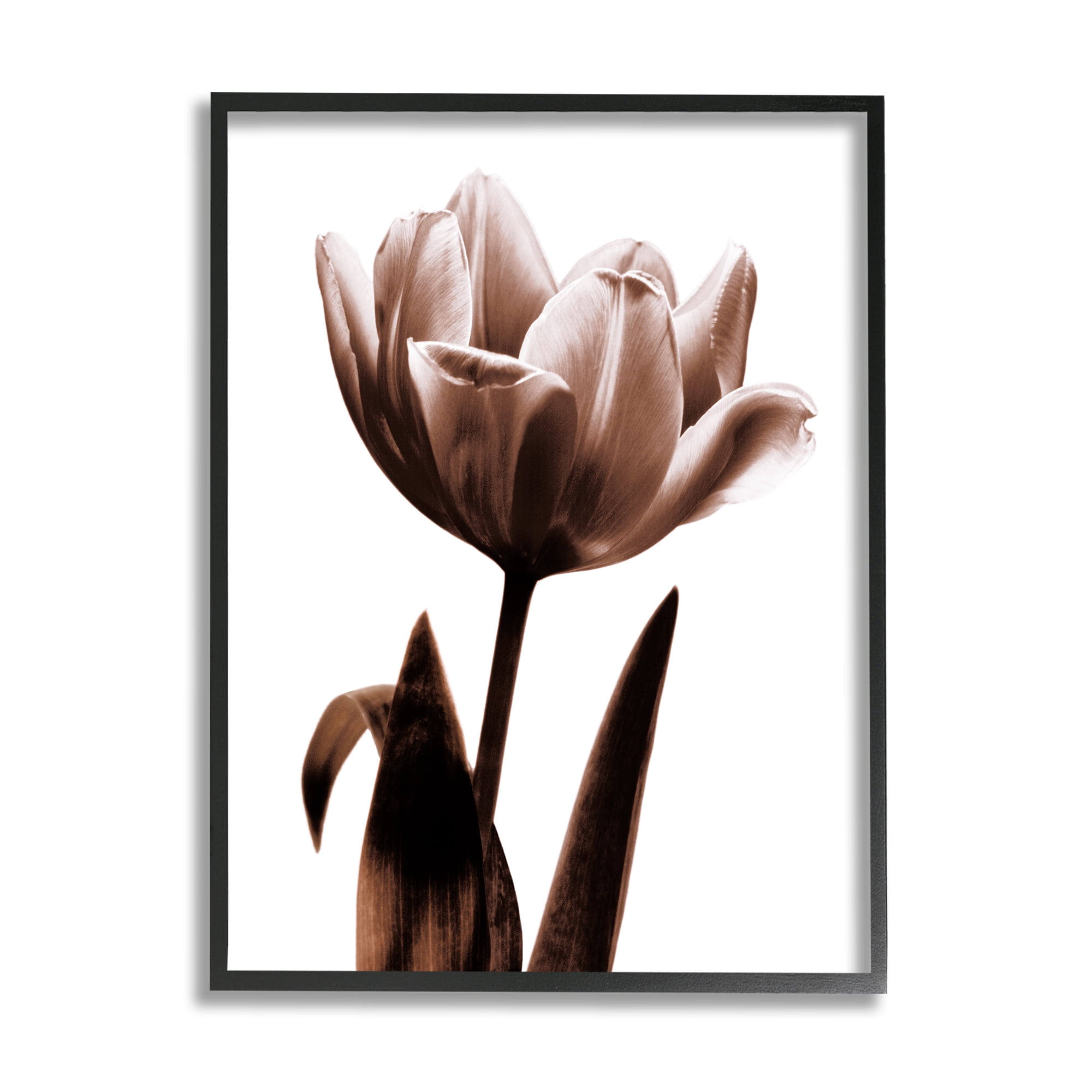 Stupell Industries Modern Tulip on White Botanical & Floral Photography Black Framed Art Print Wall Art, 16 x 20