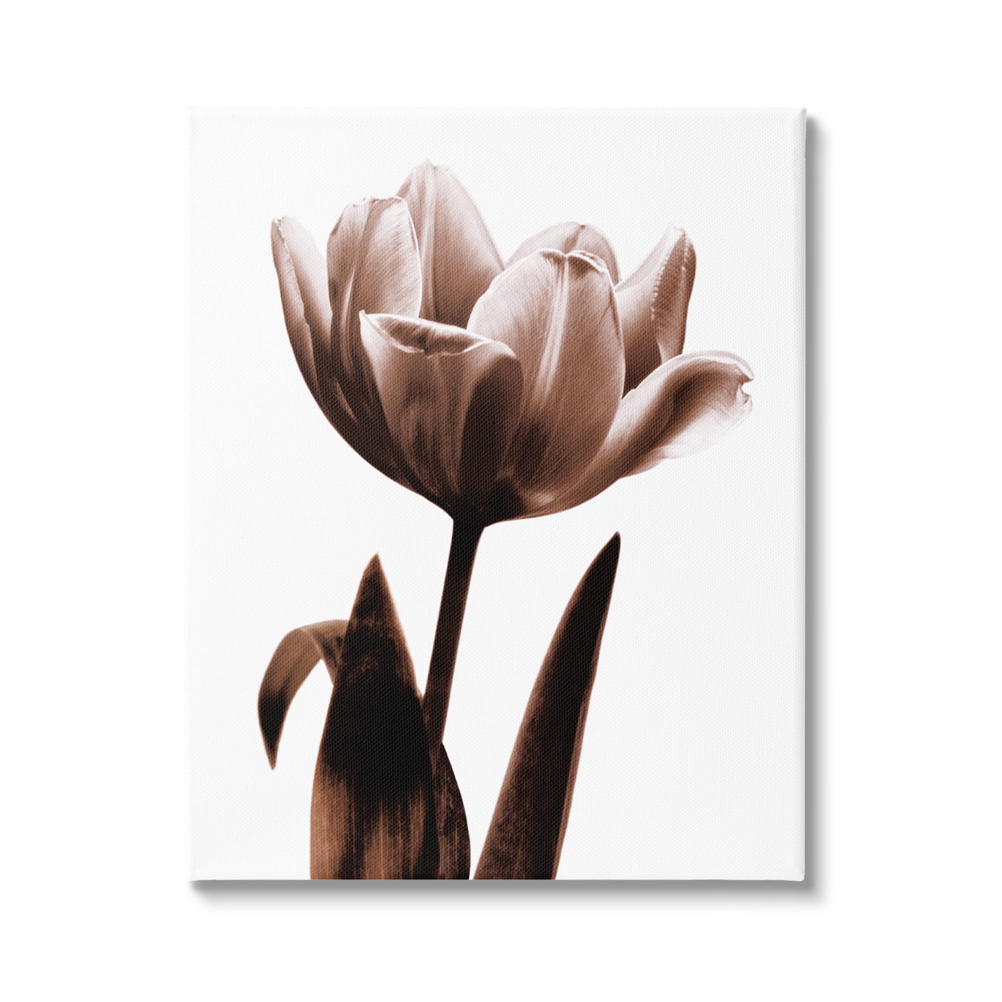 Stupell Industries Modern Tulip on White Botanical & Floral Photography Gallery Wrapped Canvas Print Wall Art, 36 x 48