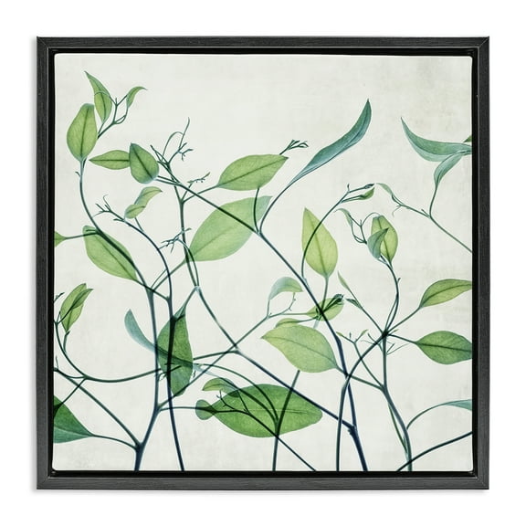Stupell Industries Modern Vine Pattern Botanical & Floral Painting Black Floater Framed Art Print Wall Art, 18 x 18