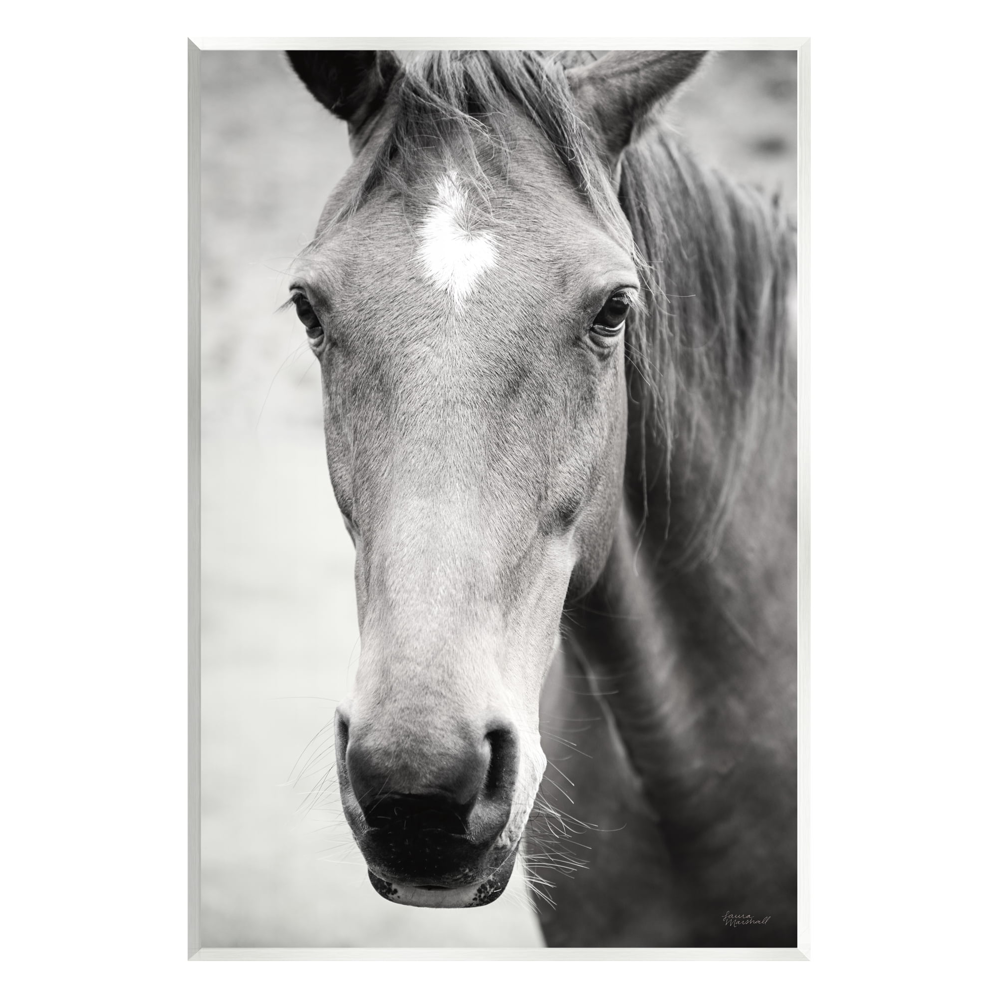 Stupell Industries Moke Lake Horse Photography Animals & Insects Photography Unframed Art Print Wall Art, 10 x 15