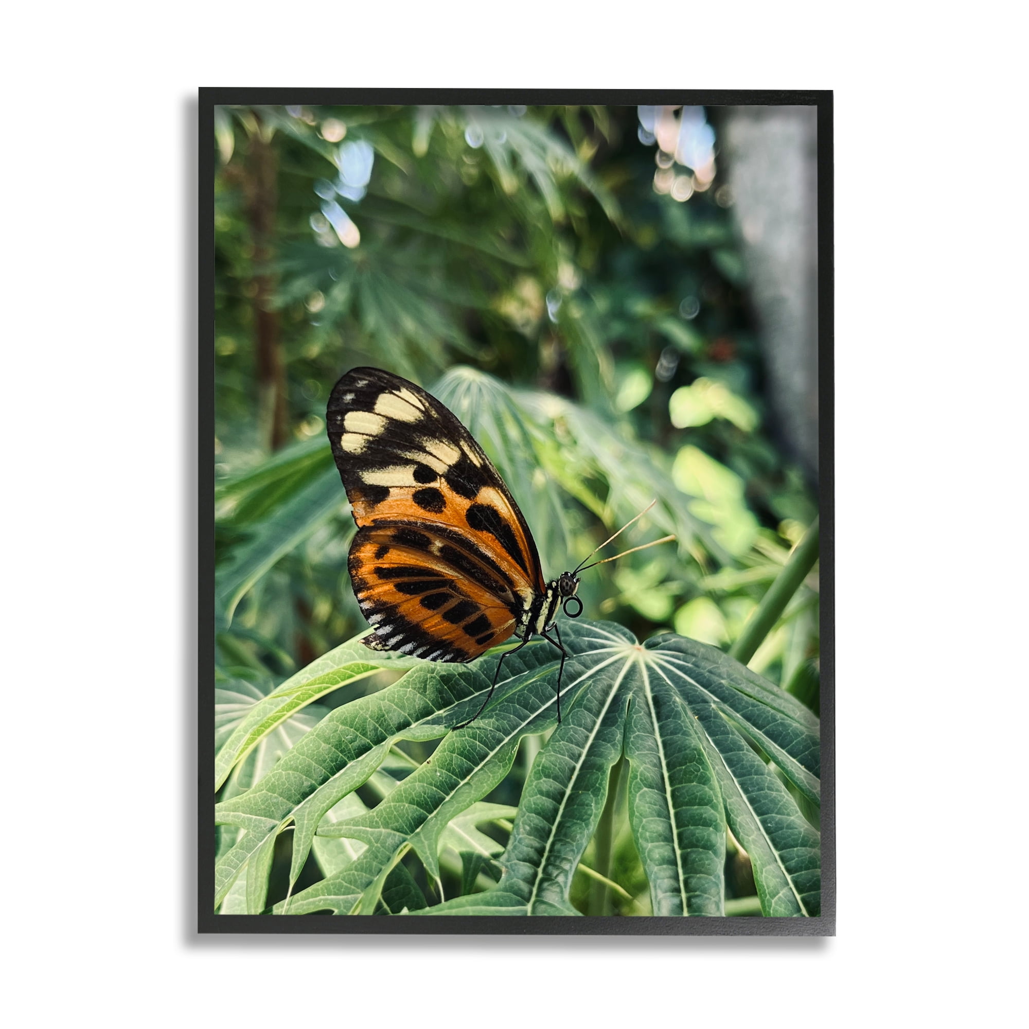 Stupell Industries Monarch Butterfly on Leaf Animals & Insects Photography Black Framed Art Print Wall Art, 11 x 14