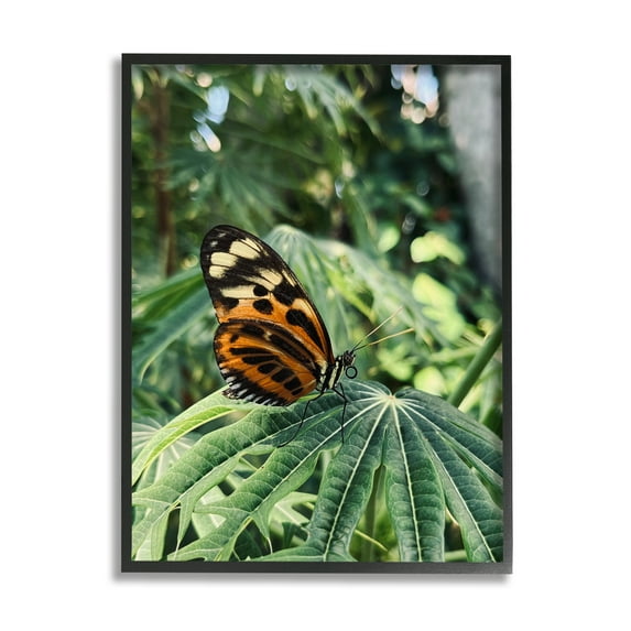 Stupell Industries Monarch Butterfly on Leaf Animals & Insects Photography Black Framed Art Print Wall Art, 16 x 20