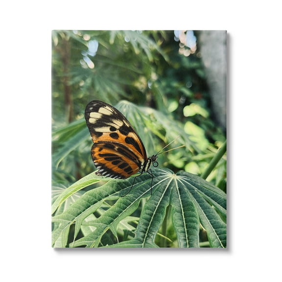 Stupell Industries Monarch Butterfly on Leaf Animals & Insects Photography Gallery Wrapped Canvas Print Wall Art, 16 x 20