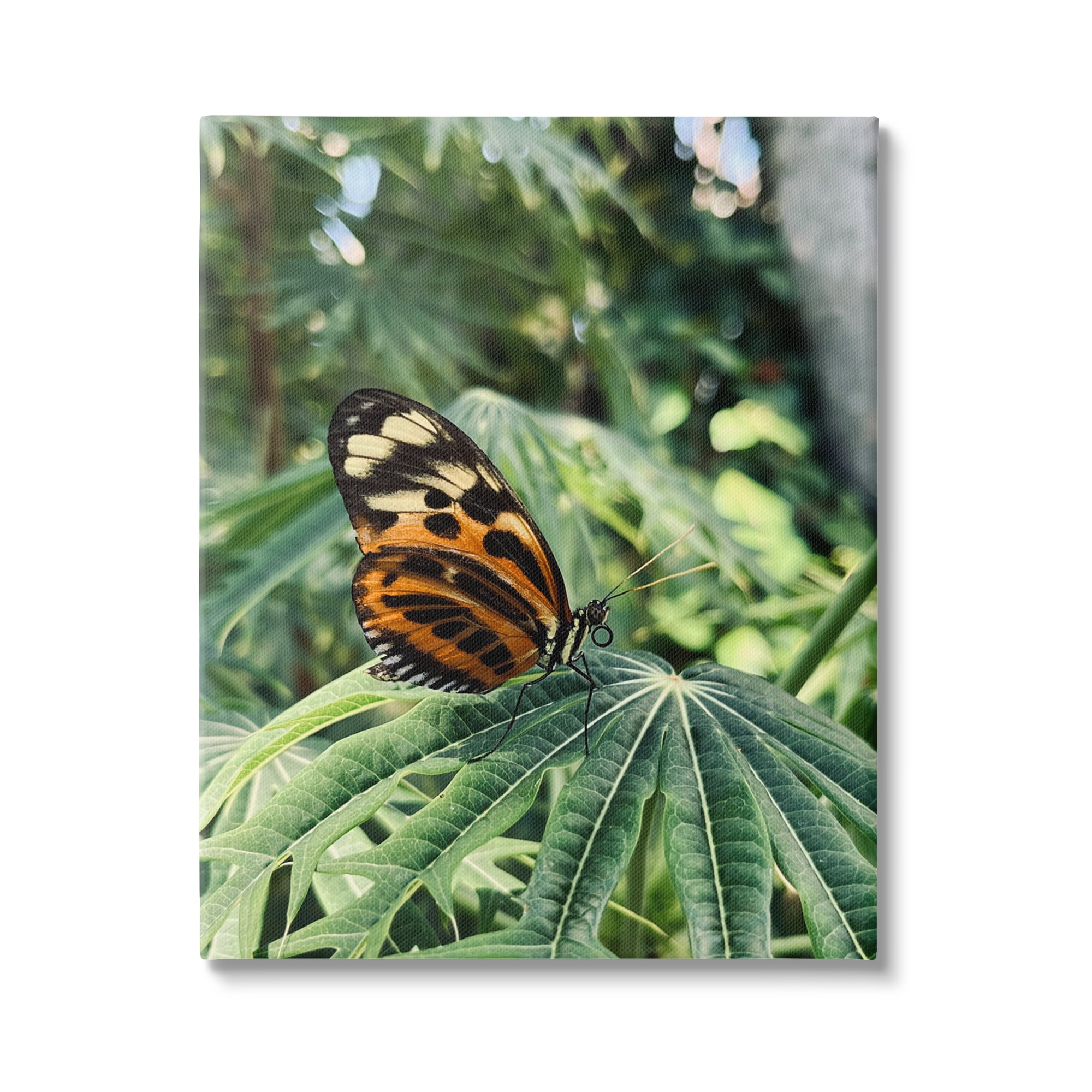 Stupell Industries Monarch Butterfly on Leaf Animals & Insects Photography Gallery Wrapped Canvas Print Wall Art, 36 x 48