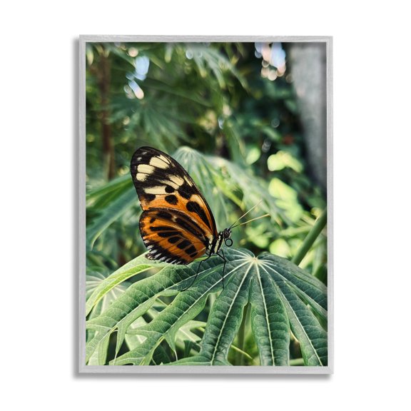 Stupell Industries Monarch Butterfly on Leaf Animals & Insects Photography Gray Framed Art Print Wall Art, 11 x 14